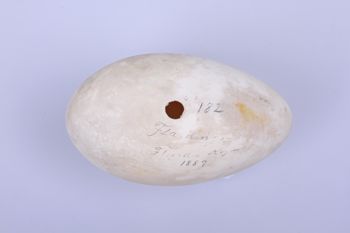 Media type: image;   Ornithology 362616 Description: Photograph of specimen: Egg.;